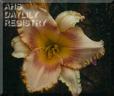 Daylily Edge of Knowledge