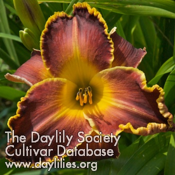 Daylily Edge of Time