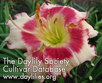 Daylily Edged in Red