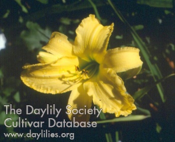 Daylily Eenie Joy