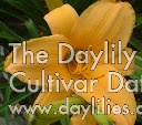 Daylily Egyptian Spice