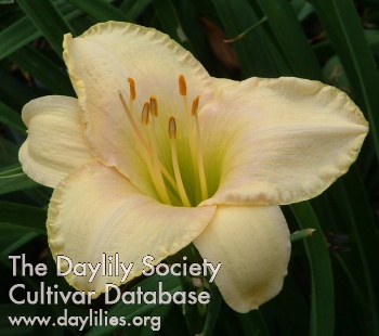 Daylily Elegantissima