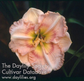 Daylily Elsie's Gift