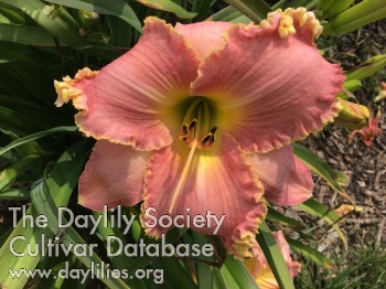 Daylily Emberly's Glow