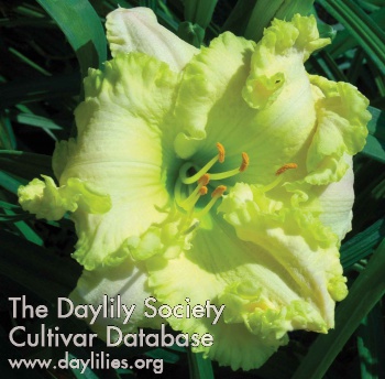 Daylily Emerald Spring