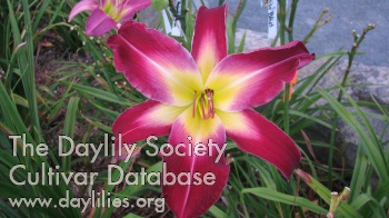 Daylily Emerging Star
