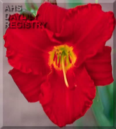 Daylily Emperor's Royal Red