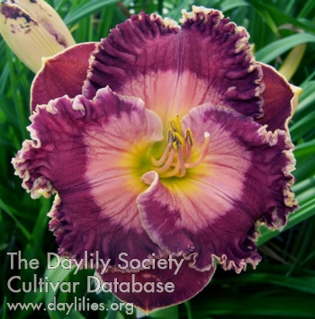 Daylily Emphatic