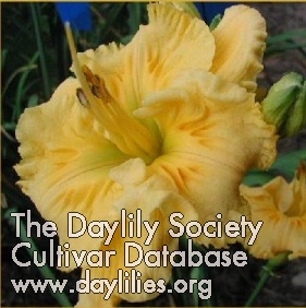 Daylily Empire Queen