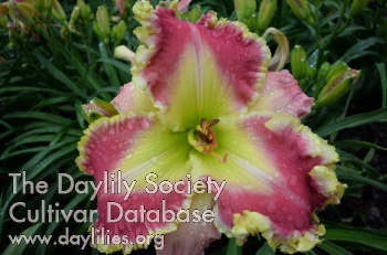 Daylily Endless Beauty