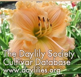 Daylily Endowed with Beauty
