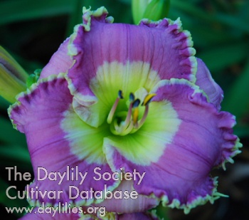 Daylily English Lavender