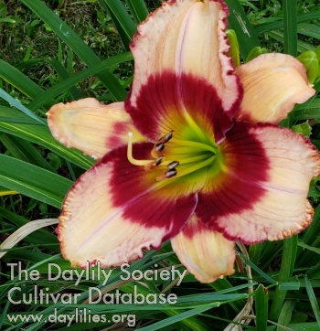 Daylily Enid's Realm