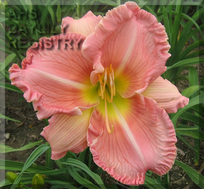 Daylily Enormous Returns