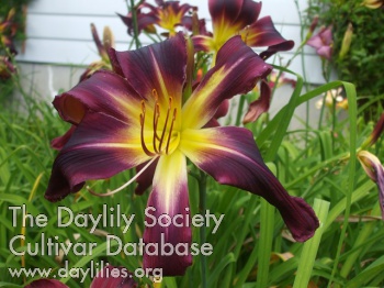 Daylily Envoutante et Délinquante