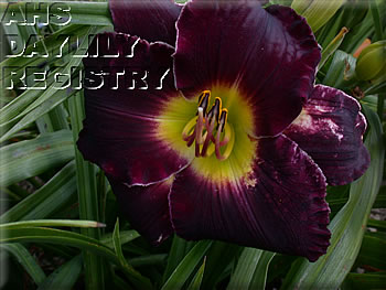 Daylily Equal Justice