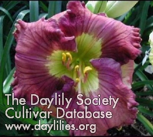 Daylily Essence of Royalty