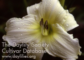 Daylily Eternal Blessing