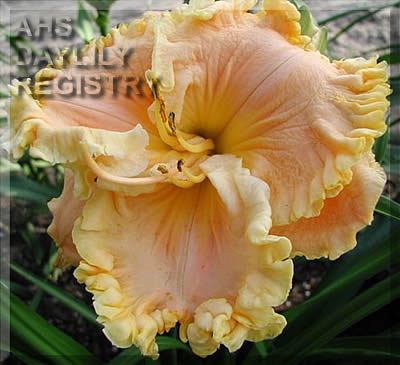 Daylily Evelyn Kloeris