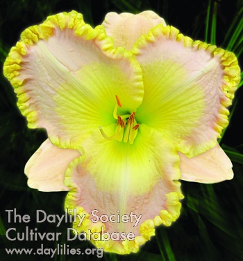 Daylily Evelyn’s Dream