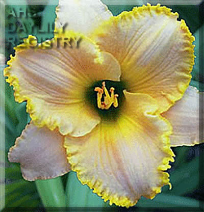 Daylily Evermore Lights