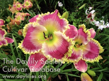 Daylily Everybody Wants Some