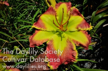 Daylily Exotic Ruby