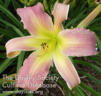Daylily Exotic Dancer