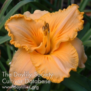 Daylily Exotic Empire