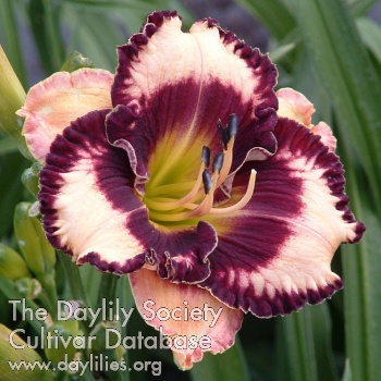 Daylily Exotic Treasure