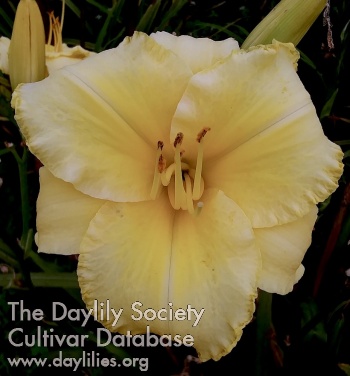 Daylily Explosion of Substance