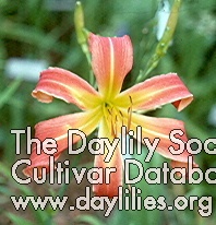 Daylily Extinction