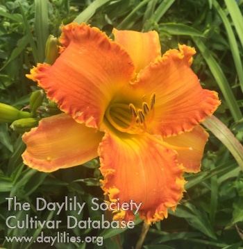 Daylily Extreme Tangerine