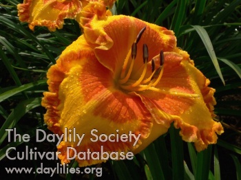 Daylily Eye Must Be Dreaming