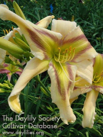 Daylily Eyes Only for You