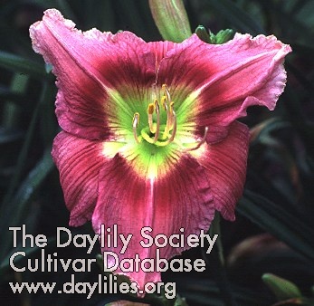 Daylily Eyes That See