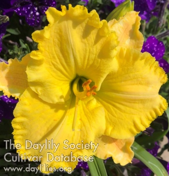 Daylily Early to Bed