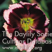 Daylily Elderberry Candy