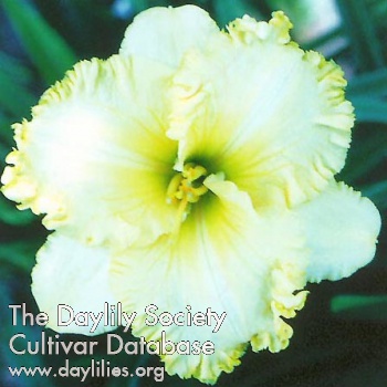 Daylily Endowed with Charm