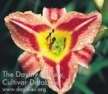 Daylily Erratic Behavior