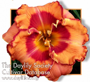 Daylily Exotic Design