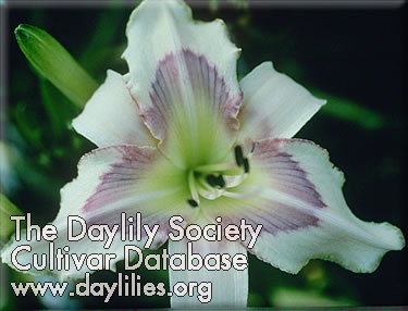 Daylily Eyes a Blue