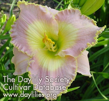 Daylily Fine Time Lucille