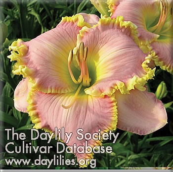 Daylily Frank's Icy Pink