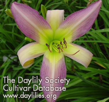 Daylily Future Whispers