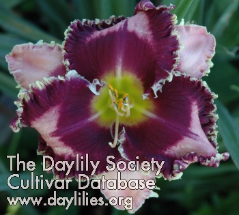 Daylily Fabulous Black Pearl