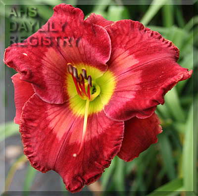 Daylily Fabulous Frieda