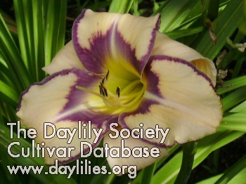 Daylily Face the Music