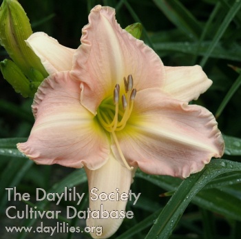 Daylily Fading Love