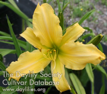 Daylily Fairy Wings